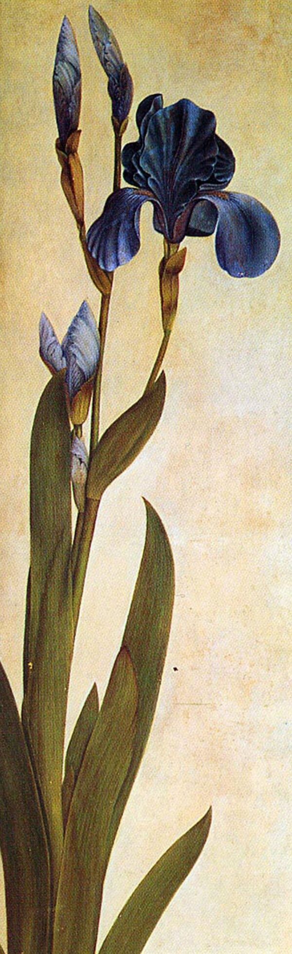 Un Iris – Albrecht Dürer Albrecht Dürer mx.artemisreproduction.com