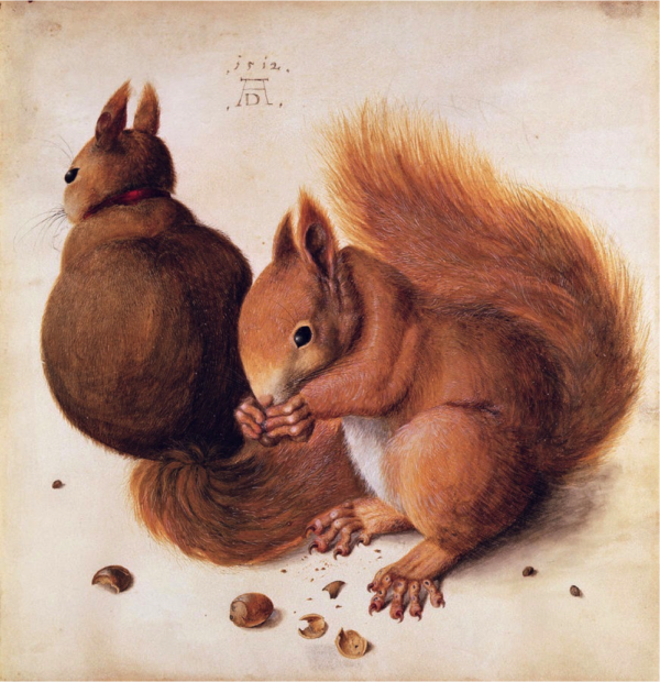 Ardillas – Albrecht Dürer Albrecht Dürer mx.artemisreproduction.com