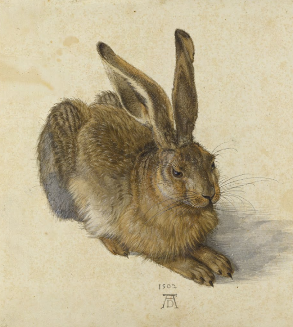 El Liebre – Albrecht Dürer Albrecht Dürer mx.artemisreproduction.com