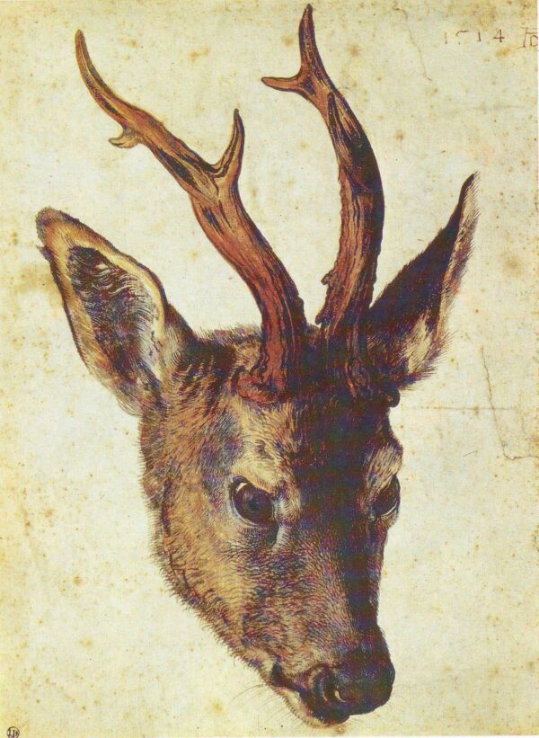 Cabeza de Ciervo – Albrecht Dürer Albrecht Dürer mx.artemisreproduction.com